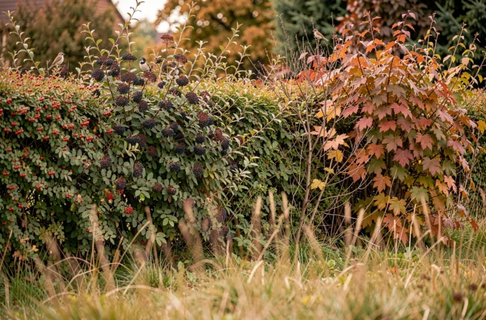 Haie champêtre mixte composée d'aubépine, de sureau et d'érable champêtre servant de limite naturelle sans clôture